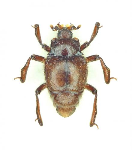 Réf. 279 550 : Sternocoelis hispanus